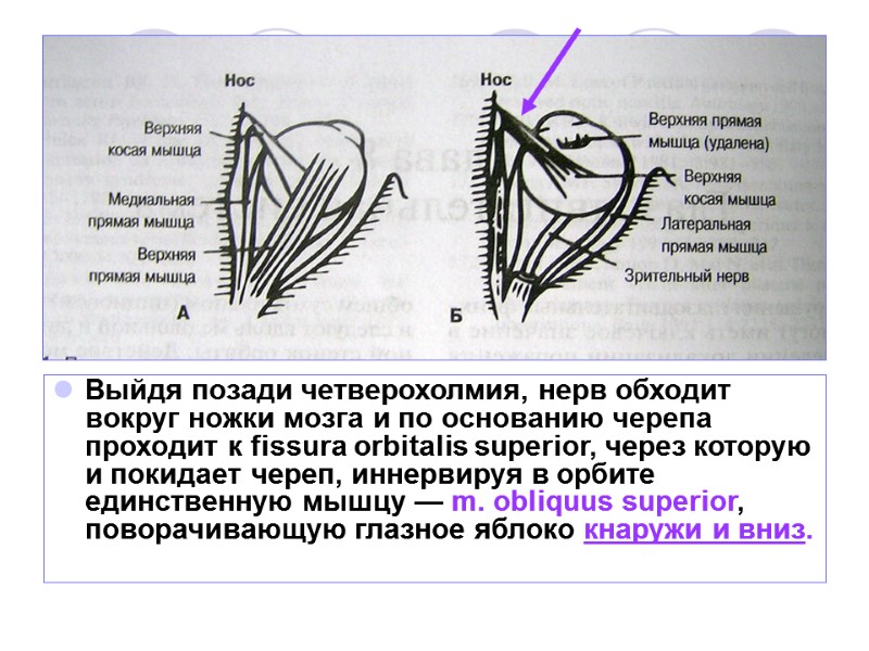 Выйдя позади четверохолмия, нерв обходит вокруг ножки мозга и по основанию черепа проходит к